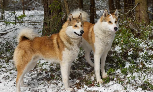 Zwei Laika Hunde mit braun-weißem Fell stehen im verschneiten Wald