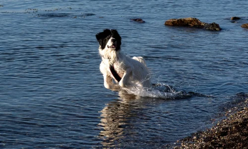 Landseer Hund läuft spielerisch durch flaches Wasser am Strand