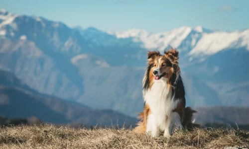 Langhaar Collie sitzt vor Alpenkulisse in den Bergen