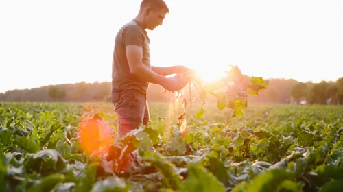 Landwirt bei der Ernte von Zuckerrüben auf einem Feld im Sonnenuntergang